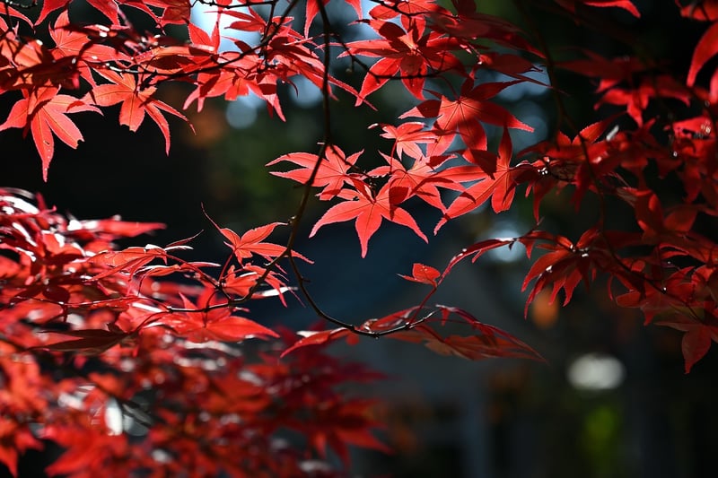 Fall Garden