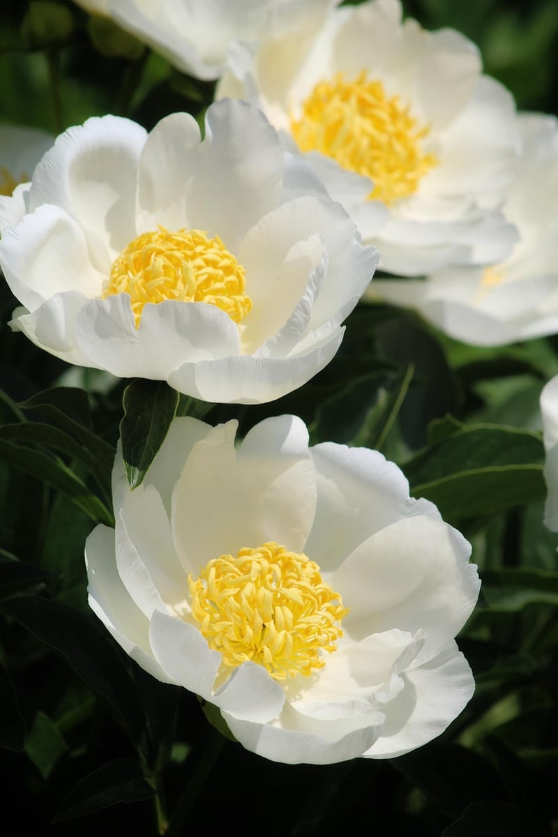 Spring Garden