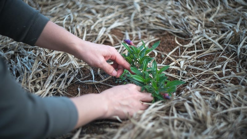 Mulching