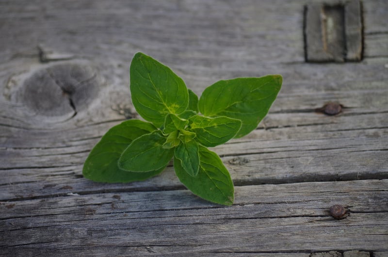 Oregano plant