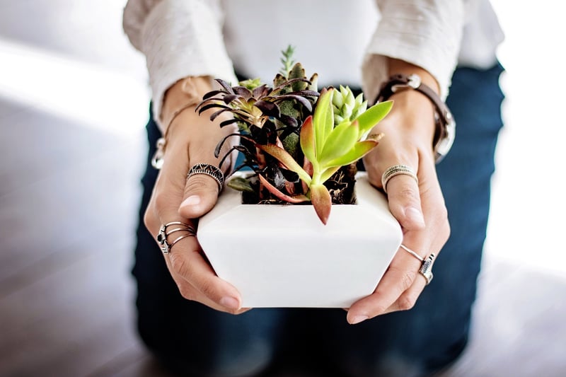Self-Watering Pot
