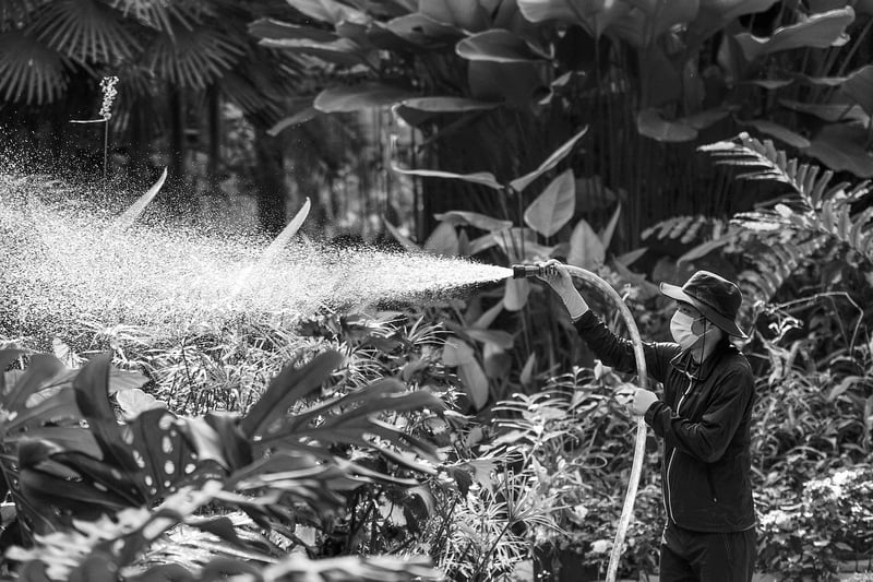 Watering Plants